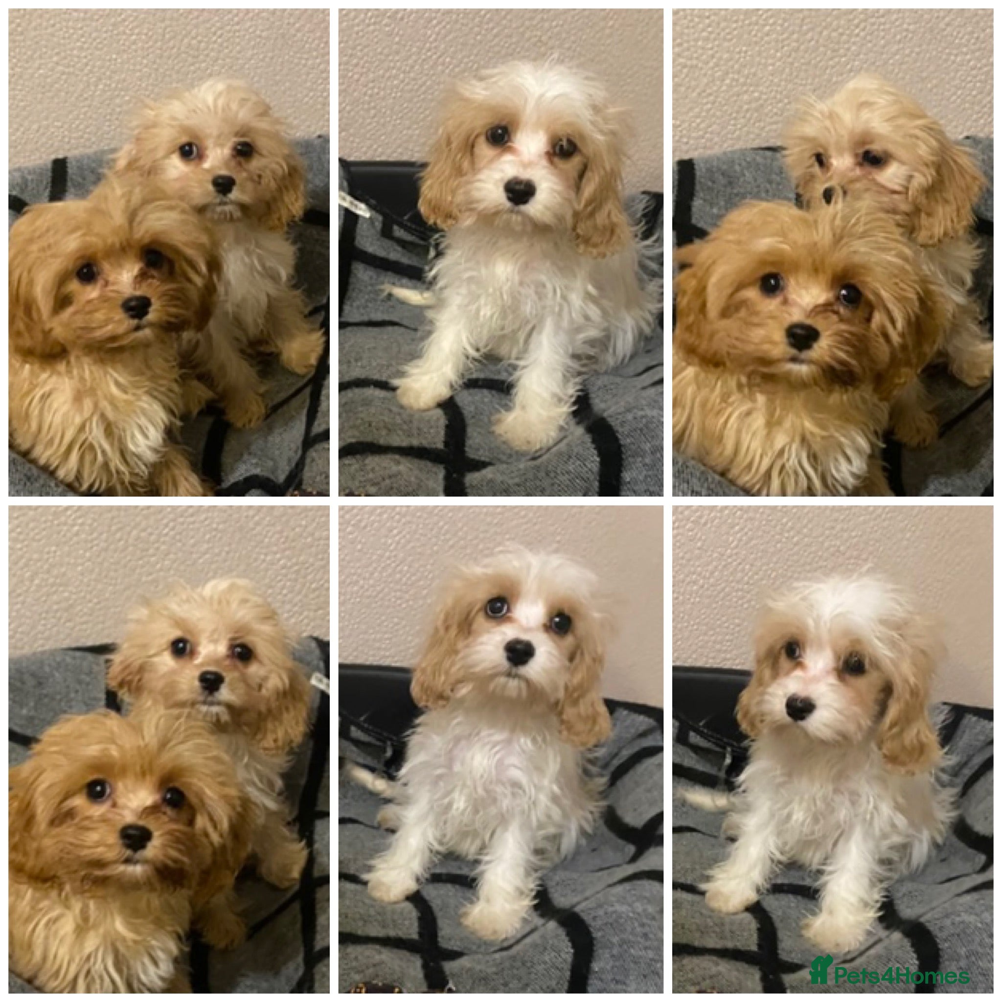 Cavapoo dogs  DNA clear parents/grandparents BVA heart/eyes - Advert 15