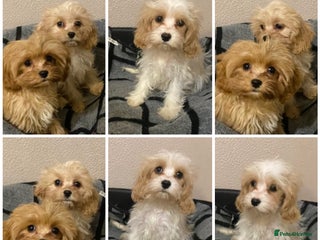 Cavapoo dogs DNA clear parents/grandparents BVA heart/eyes - Advert 15