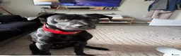 Mixed Breed dogs for sale: male labrador cross - Advert 1