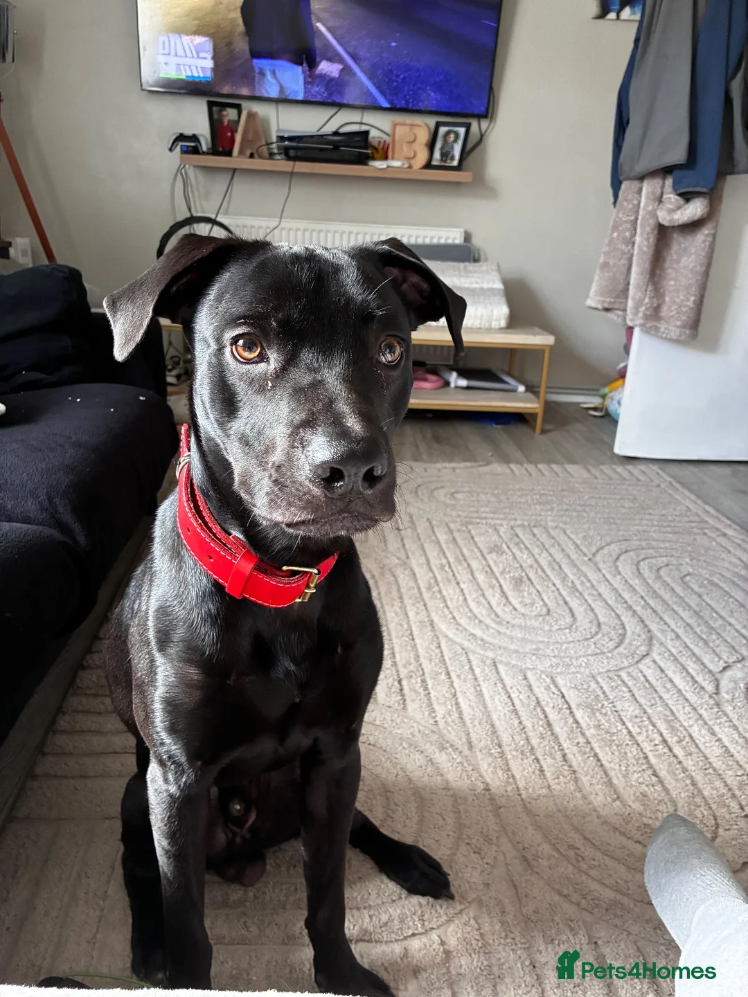 Mixed Breed dogs for sale: male labrador cross - Advert 1