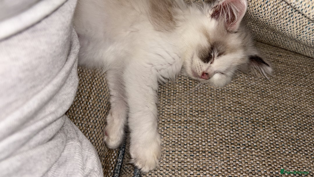 Ragdoll cats for sale: Rag doll kitten 🩷Dolly🩷 for sale  - Advert 4