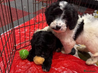 Cockapoo dogs stunning cockapoo puppies last boy ready to go - Advert 14