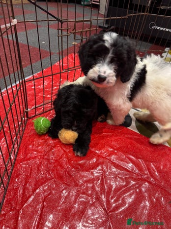 Cockapoo dogs stunning cockapoo puppies last boy ready to go - Advert 11