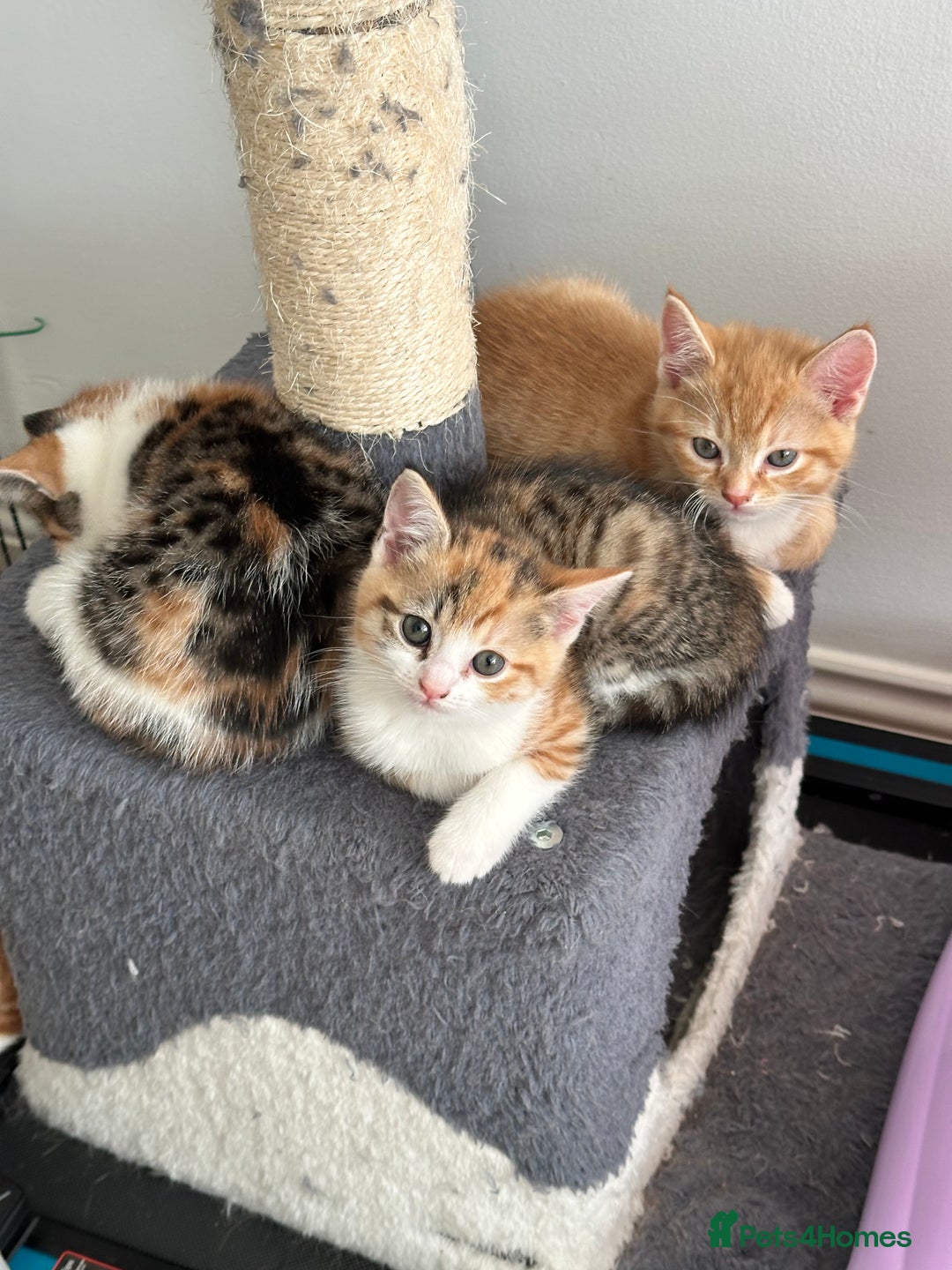 Domestic Shorthair cats for sale: 2 Male 2 female kittens for sale - Image 4
