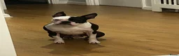 Boston Terrier dogs for stud: Boston terrier for stud  - Advert 5