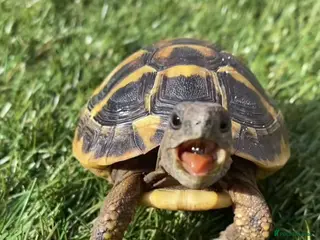 Hermann Tortoise reptiles Hermanns Tortoises - Advert 11