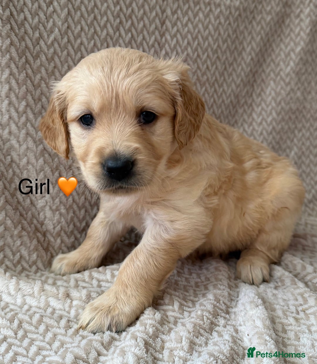 Golden Retriever dogs for sale: Fully health tested Goldie babies  - Advert 2