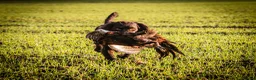 Cocker Spaniel dogs for stud: KC reg Working Cocker Spaniel for Stud - Advert 9