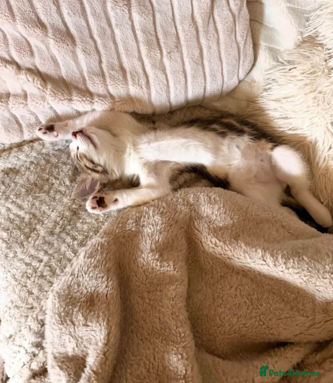 Mixed Breed cats for sale: 3 month old male kitten in Spennymoor - Advert 4