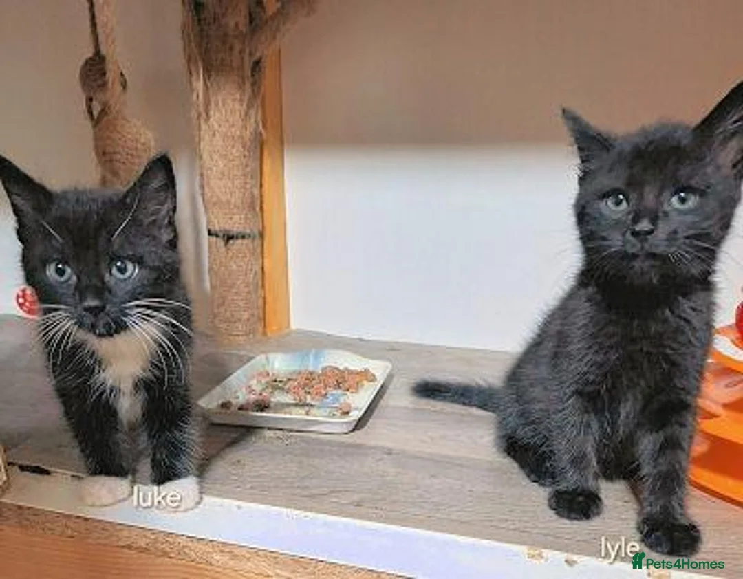 Mixed Breed cats for adoption: LUKE AND LYLE - Advert 1