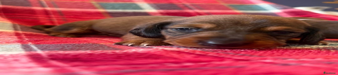 Miniature Dachshund Puppy 2