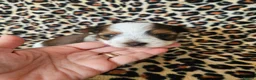 Yorkshire Terrier dogs for sale: DNA tested parents Biewer and Ocean Pearl puppies - Advert 25