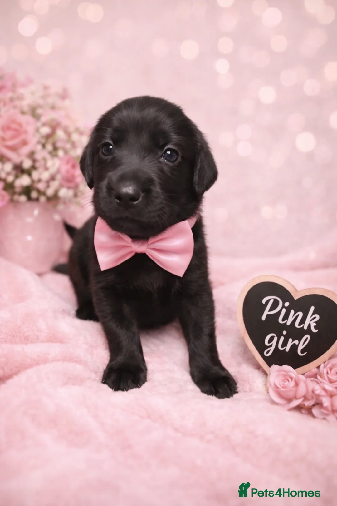 Labrador Retriever dogs for sale: KC Registered Labrador Puppies – Ready 14th March - Advert 13