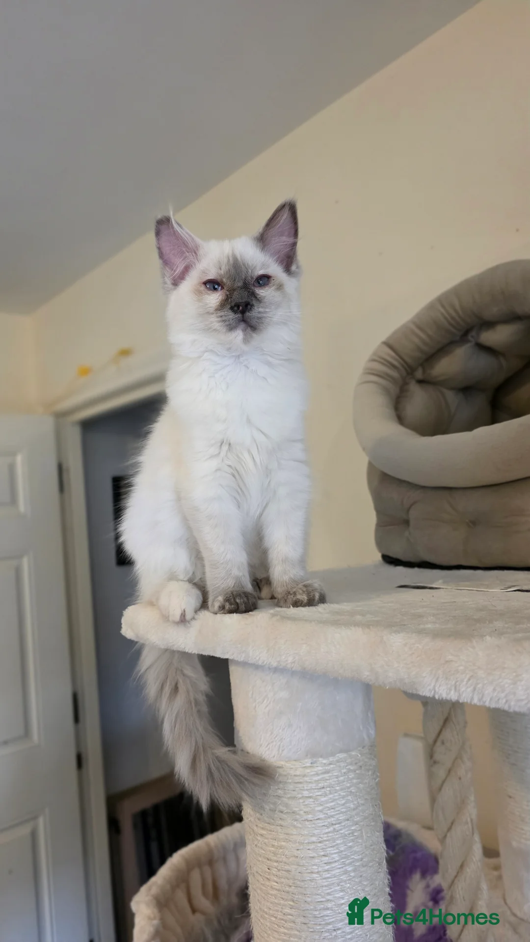 Ragdoll cats for sale: Blue Tortie Ragdoll Kitten - Advert 2