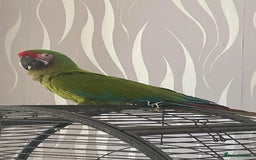 Macaws birds for sale: Military macaw  - Image 3