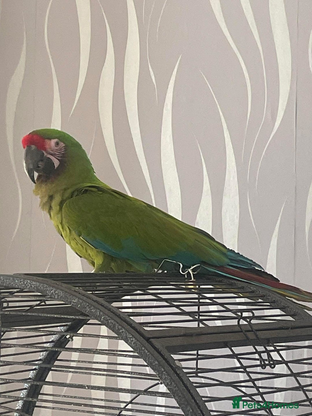 Macaws birds for sale: Military macaw  - Image 3