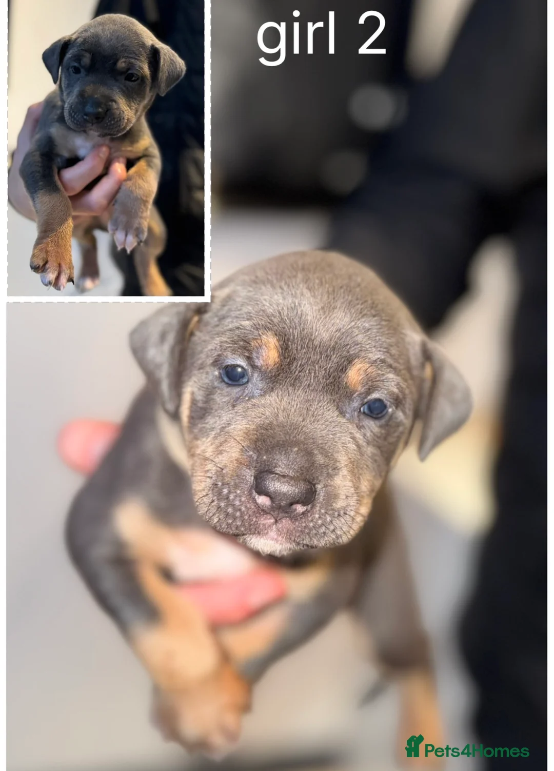 Mixed Breed dogs for sale: Border collie x staffordshire bull terrier pups - Advert 4