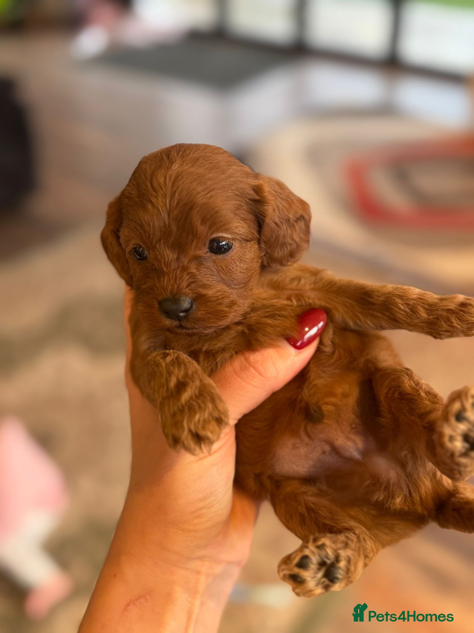 Cavapoo dogs Solid red tiny Beautiful cavapoo puppies ❤️💙 - Advert 1