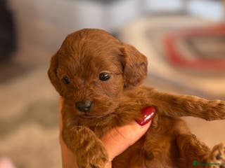Cavapoo dogs Solid red tiny Beautiful cavapoo puppies ❤️💙 - Advert 1