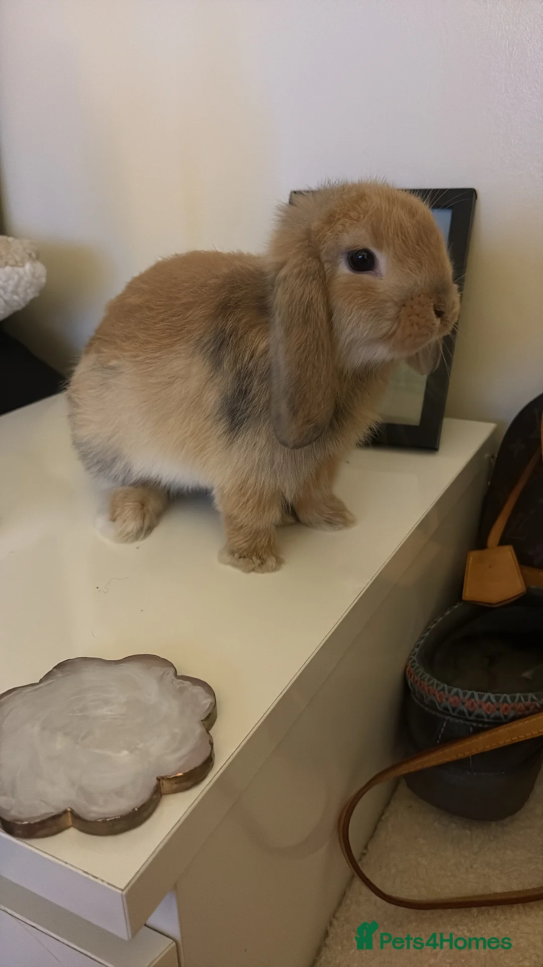 Mini Lop rabbits for sale: Female Mini lop for sale  in London - Advert 1