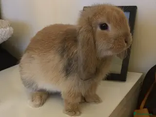 Mini Lop rabbits Female Mini lop for sale in London - Advert 1