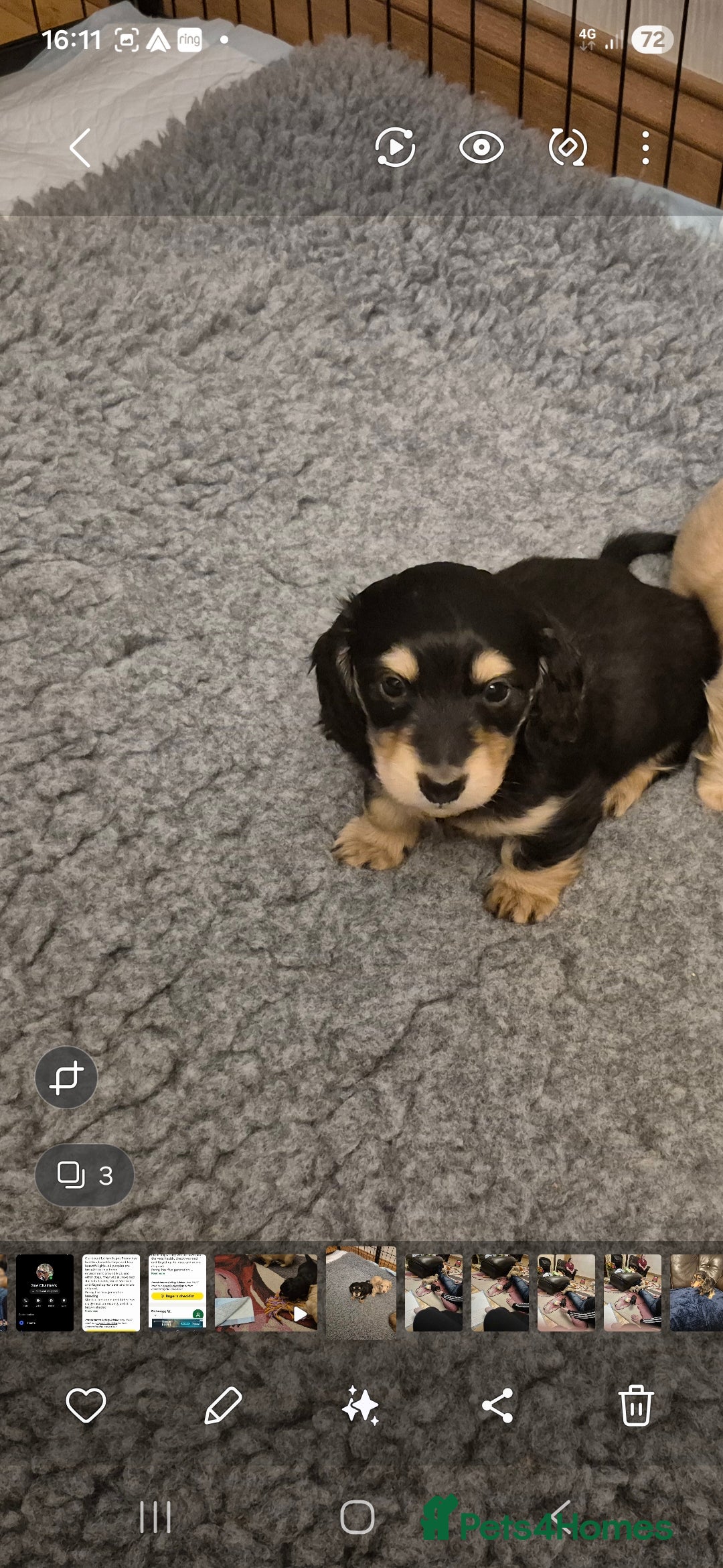 Miniature Dachshund dogs for sale: Long Haired Miniature dachshunds - Advert 6