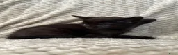 Mixed Breed cats for sale: Kittens - Advert 15