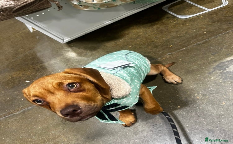 Mixed Breed dogs - Advert 15