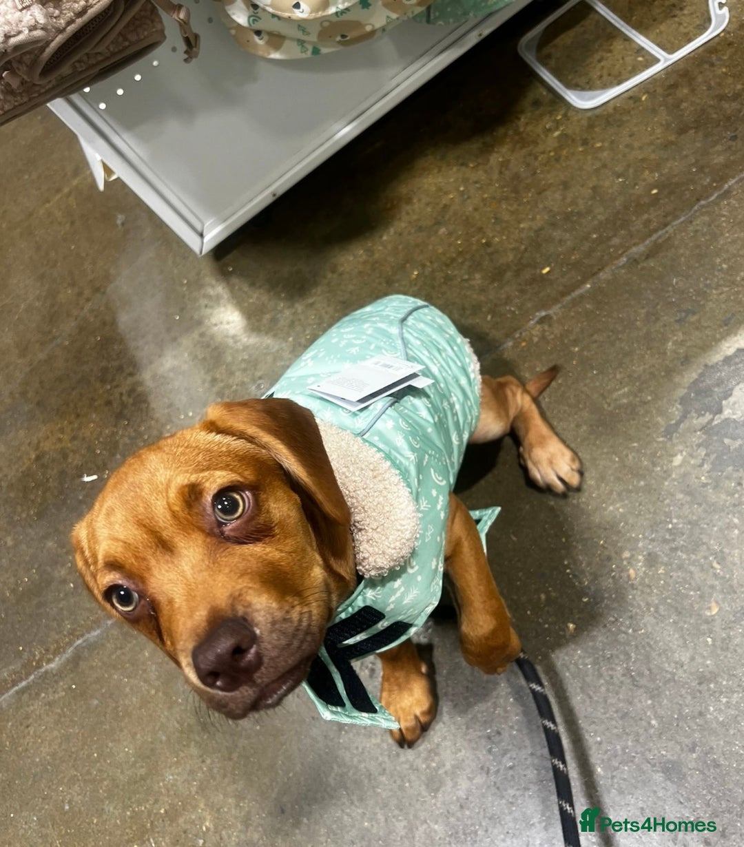 Mixed Breed dogs for sale: 1 puppy mixed breed left !!! - Advert 1