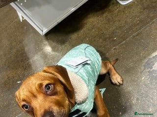 Mixed Breed dogs - Advert 8