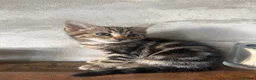 Bengal cats for sale: Bengal mix kittens.  Adorable  in Bradford - Advert 3