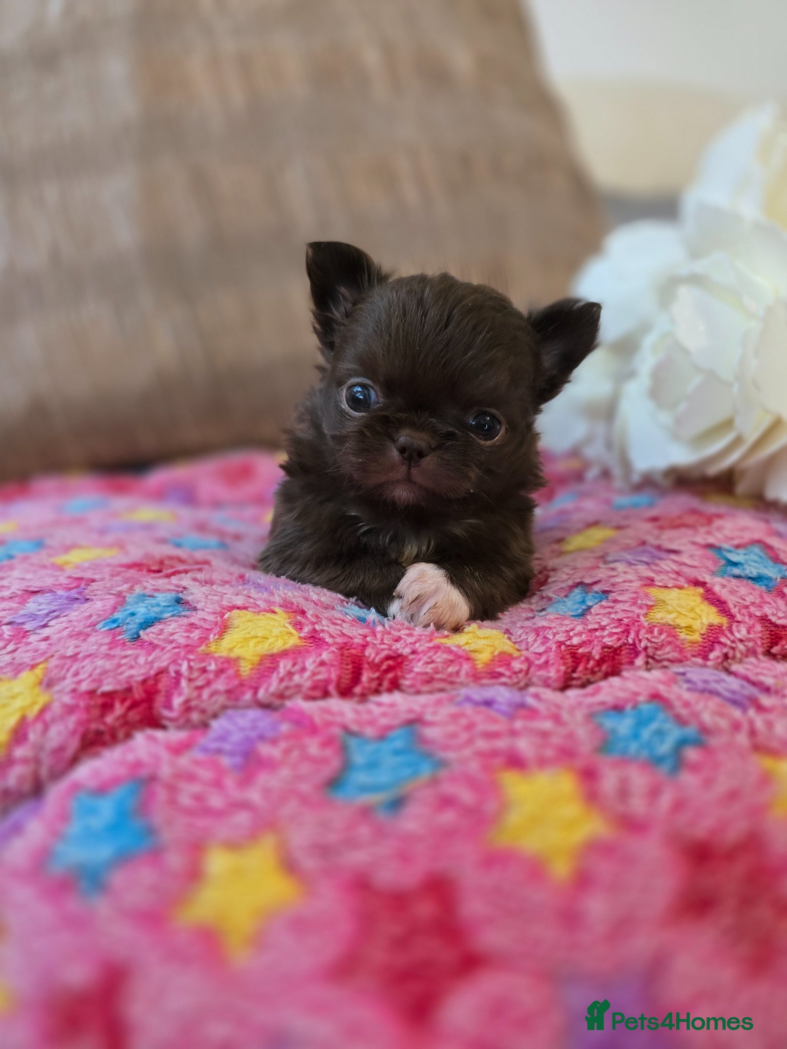 Chihuahua dogs for sale: Xx stunning kc chihuahua longcoat puppies Xx - Advert 16
