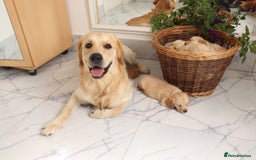 Mixed Breed dogs for sale: Dakota Sport Retriever Puppies ready 01/10/25 - Image 4