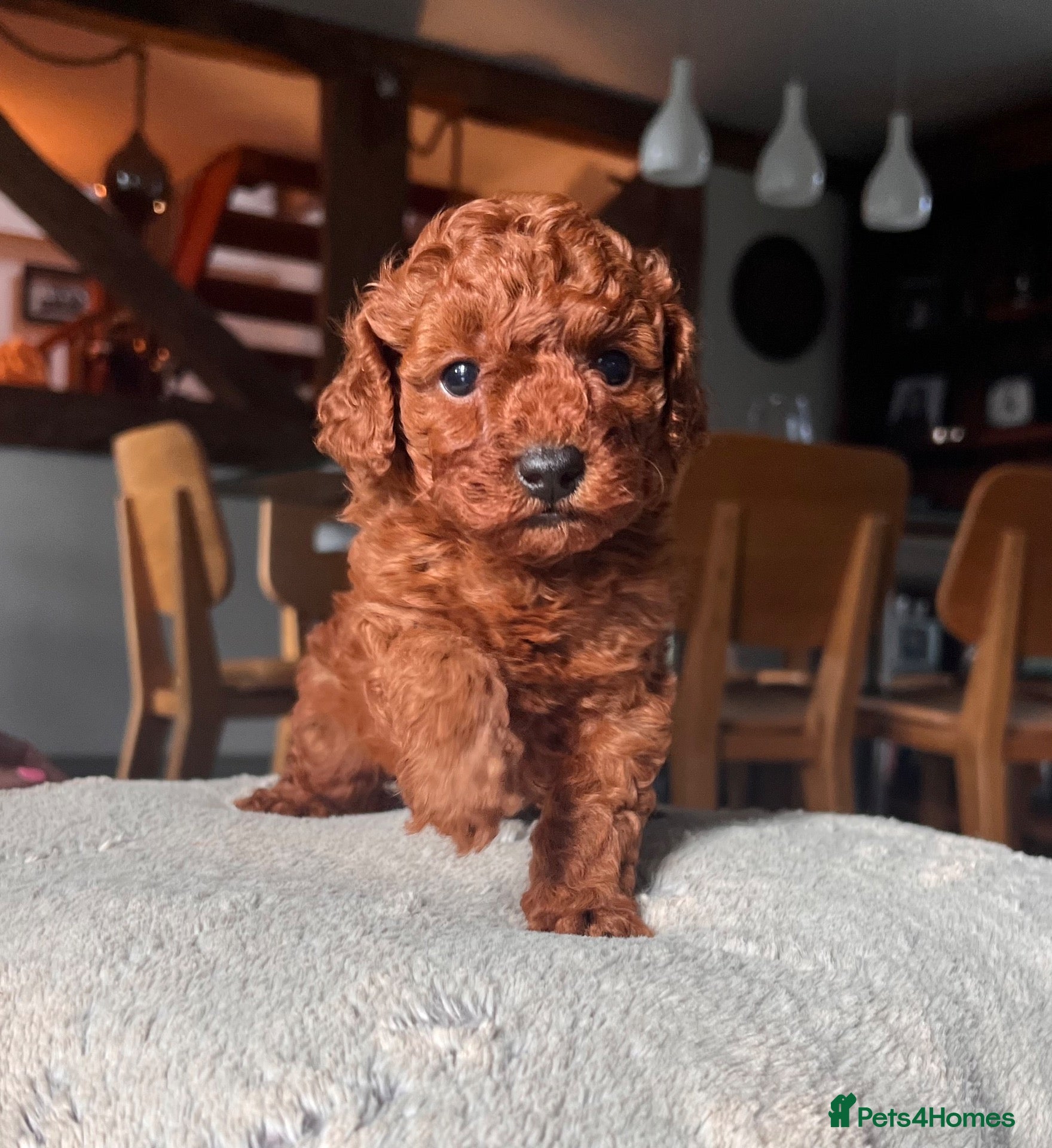 Toy Poodle dogs Perfect Toy Poodle puppies  - Advert 1