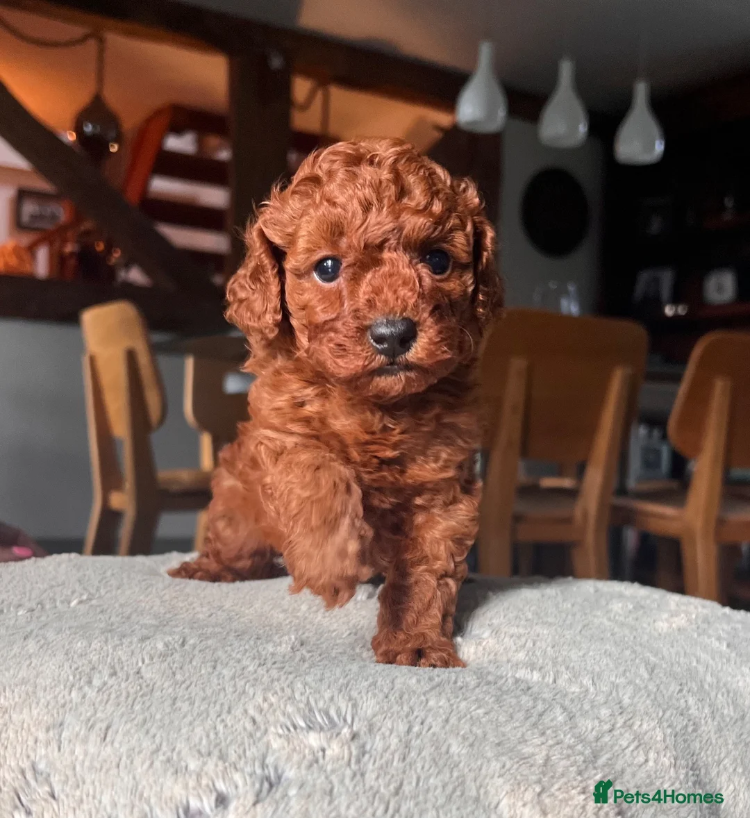 Toy Poodle dogs for sale: Perfect Toy Poodle puppies  - Advert 1