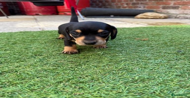 Miniature Dachshund dogs - Advert 4