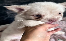 French Bulldog dogs for sale: FLUFFY FRENCH BULLDOGS  - Image 24