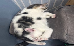 Domestic Shorthair cats for sale: * PLEASE READ* 2 kittens 6 months old  - Image 4