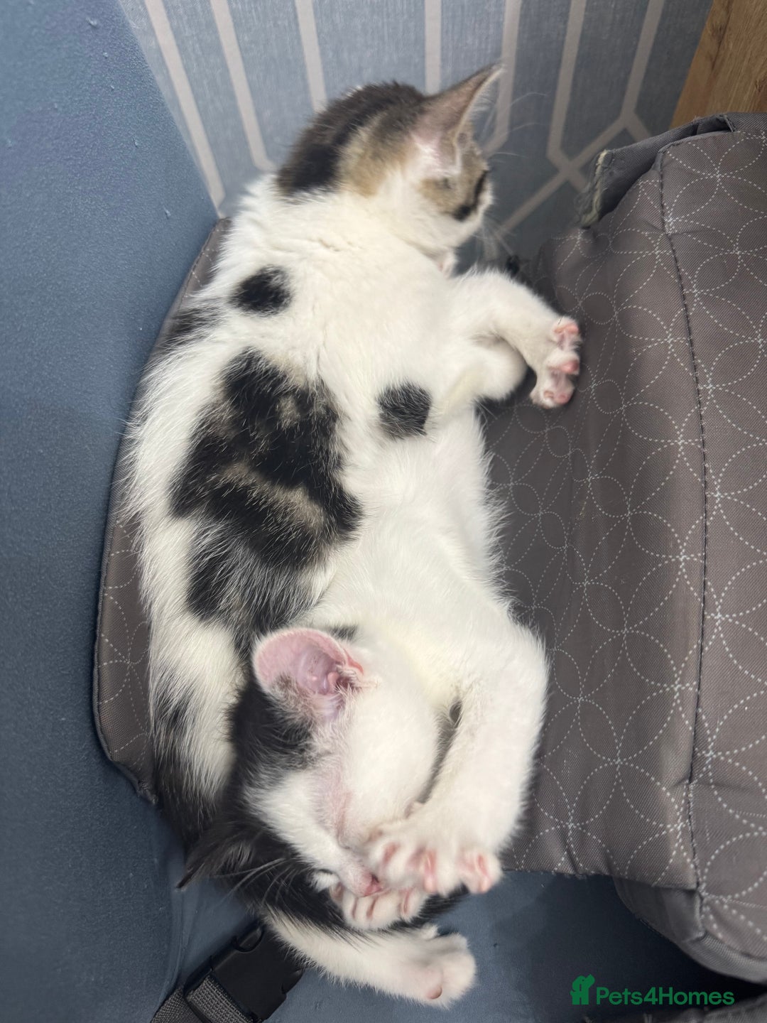 Domestic Shorthair cats for sale: * PLEASE READ* 2 kittens 6 months old  - Image 4