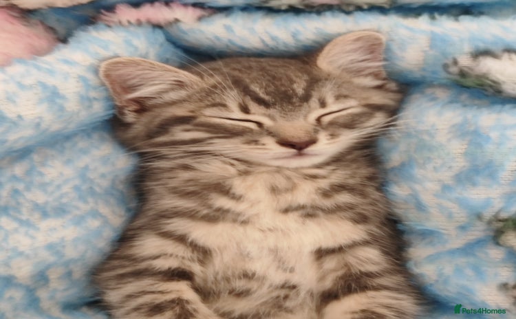 Mixed Breed cats - Advert 15