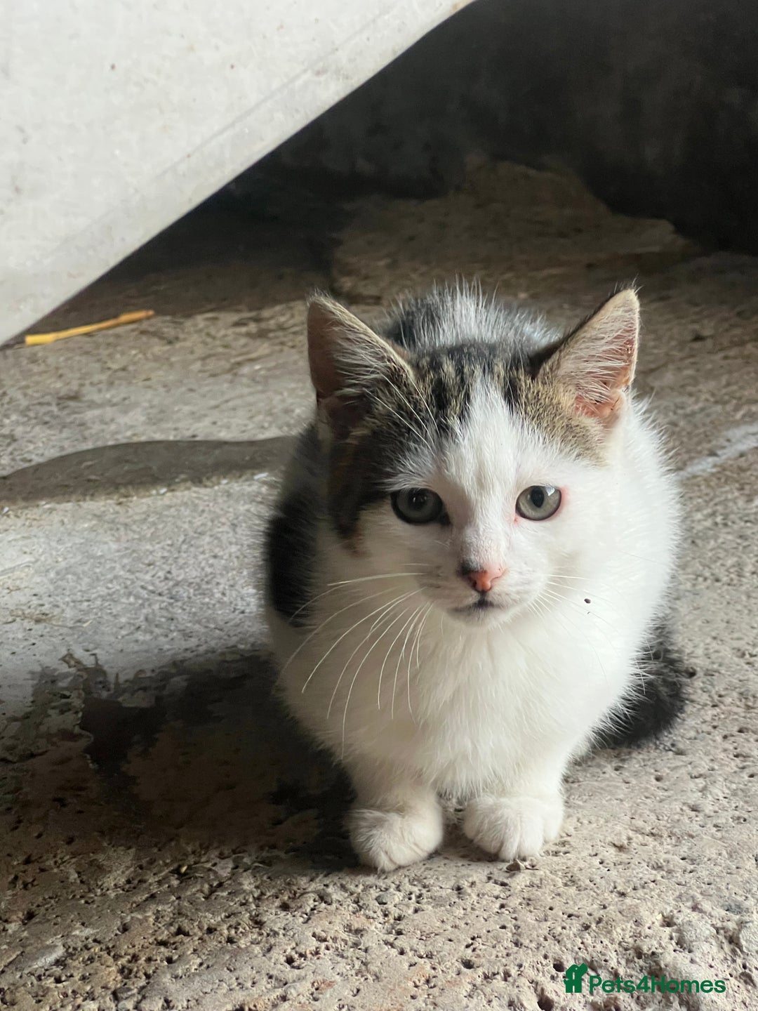 Mixed Breed cats for sale: 3 female kittens for sale - Image 5