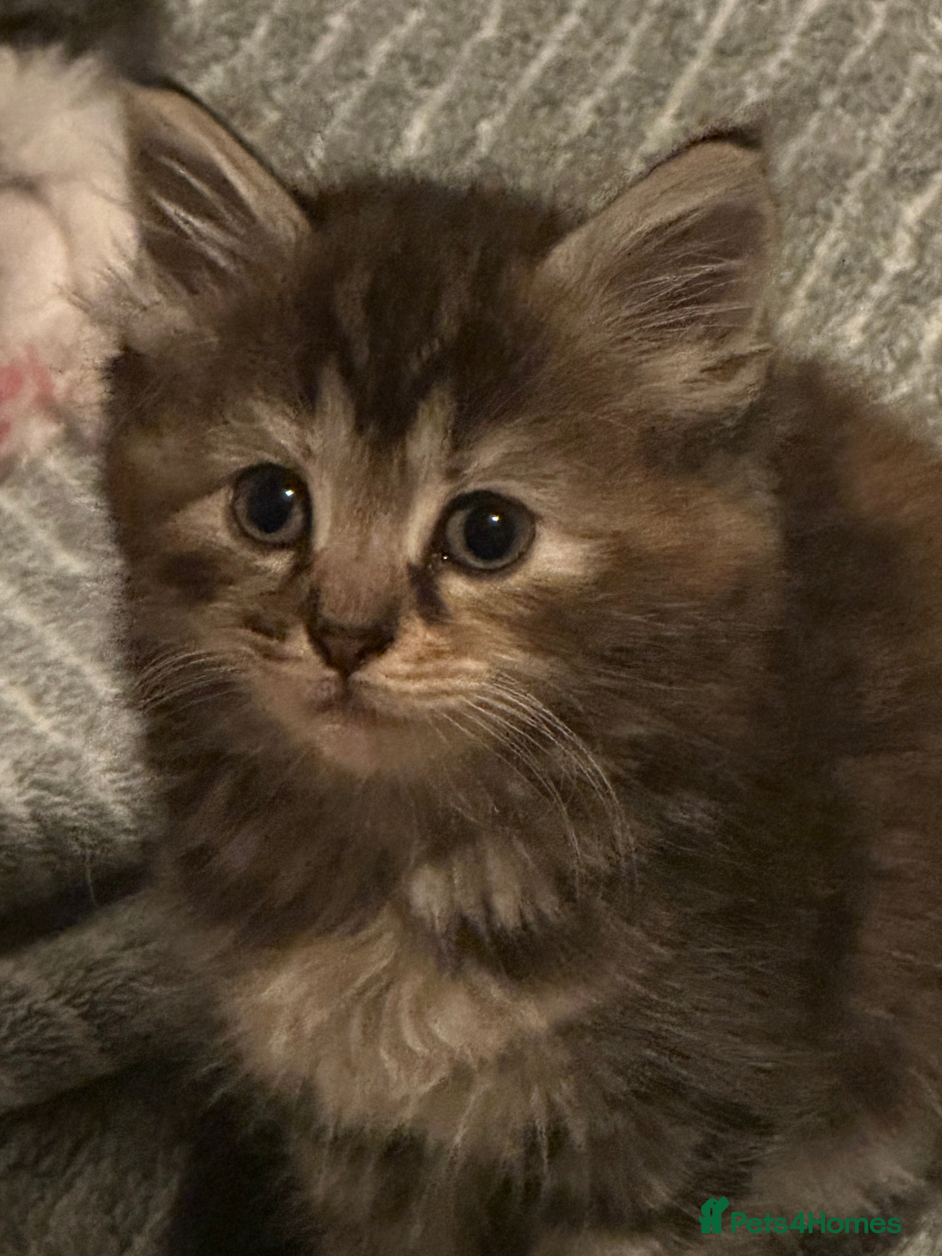 Maine Coon cats Maincoon cross ragdoll - Advert 2