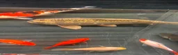Koi Carp fish for sale: Koi carp  - Advert 4