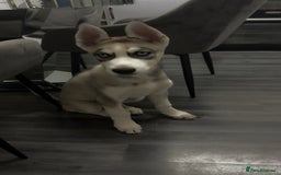 Siberian Husky dogs for sale: Puppy husky  - Image 3