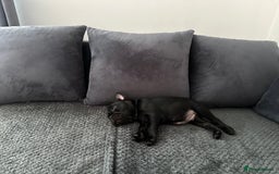 French Bulldog dogs for sale: Fabulous French bulldog  - Image 5
