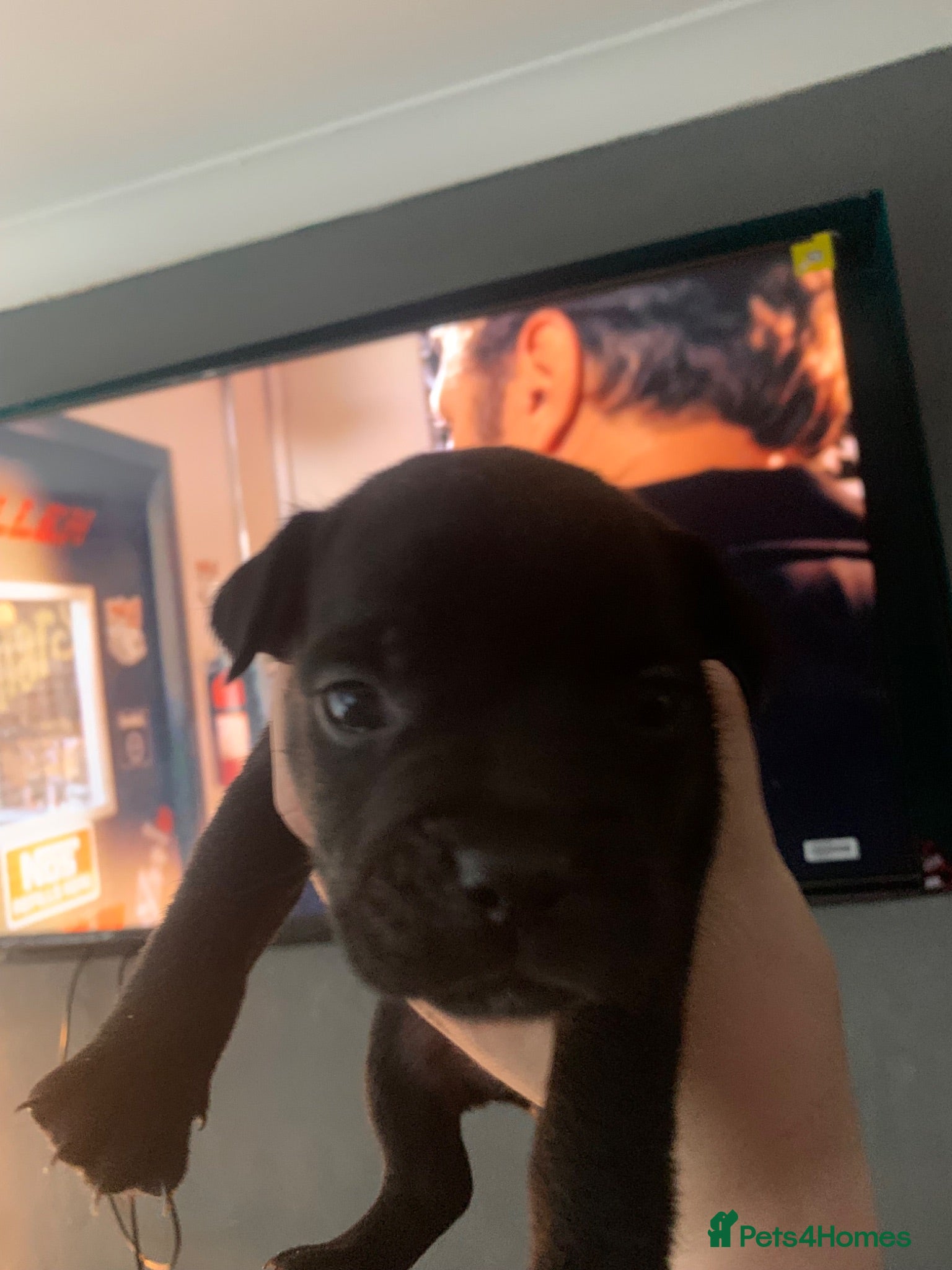 Mixed Breed dogs Stafford x French bulldog  - Advert 3