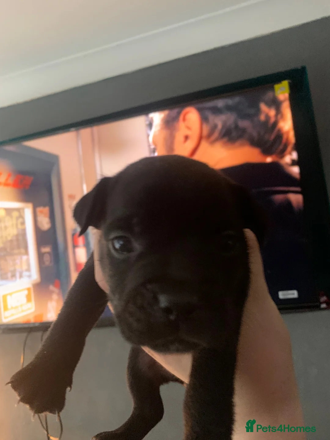 Mixed Breed dogs for sale: Stafford x French bulldog  - Advert 1