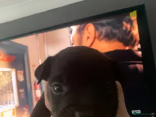 Mixed Breed dogs Stafford x French bulldog - Advert 14