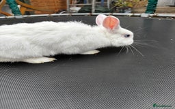 Netherland Dwarf rabbits for sale: Female and male rabbits - Image 13
