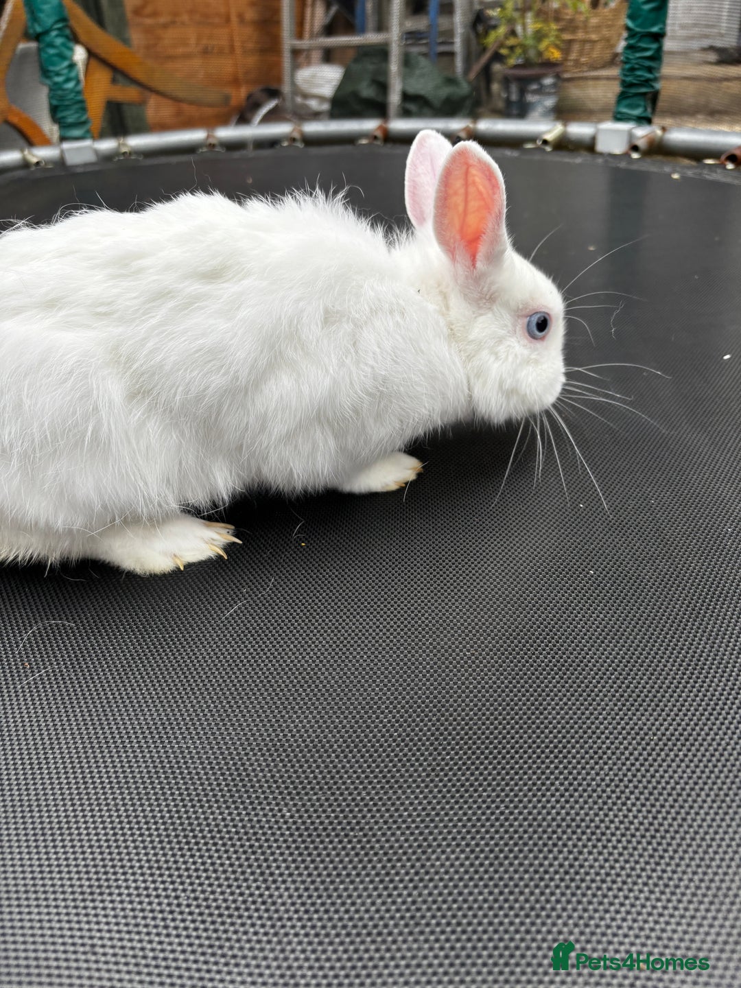 Netherland Dwarf rabbits for sale: Female and male rabbits - Image 13